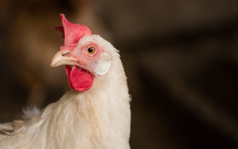 proibicao das exportacoes de carne de frango de santa catarina