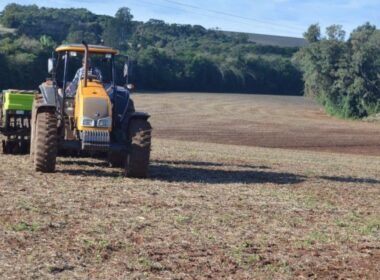 Sementes piratas no pasto trazem risco muito grande à fazenda, alerta especialista