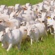 Zoonoses: saiba como livrar-se delas através do conceito de Saúde Única na fazenda