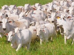 Zoonoses: saiba como livrar-se delas através do conceito de Saúde Única na fazenda
