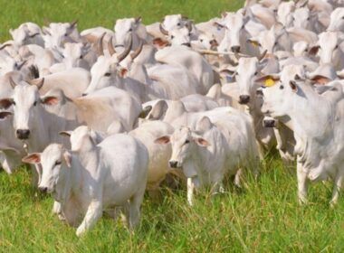 Zoonoses: saiba como livrar-se delas através do conceito de Saúde Única na fazenda