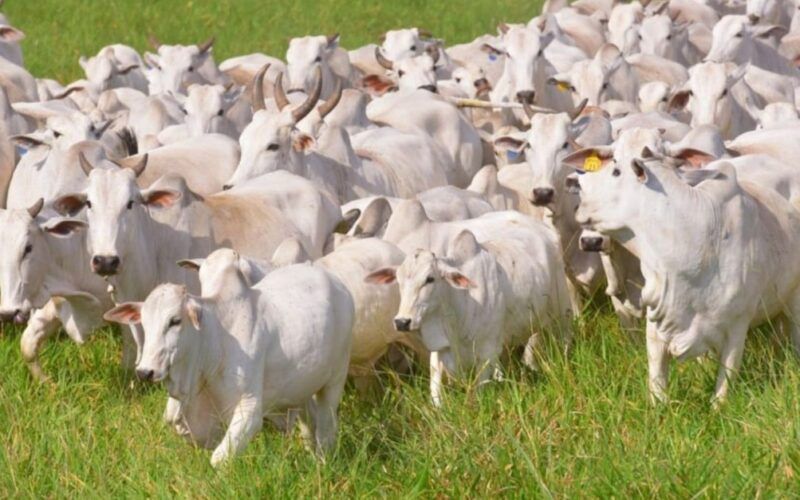 Zoonoses: saiba como livrar-se delas através do conceito de Saúde Única na fazenda