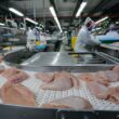 Quatro países abrem mercado para frango brasileiro, ampliando oportunidades e impulsionando a indústria avícola.