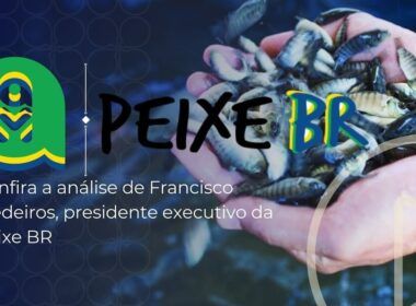 queda nos precos da tilapia em agosto sera que setembro