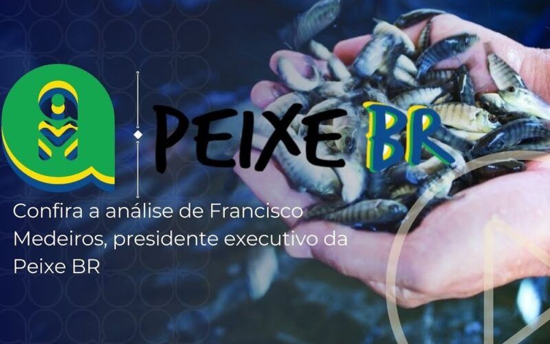 queda nos precos da tilapia em agosto sera que setembro