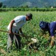 r 115 milhoes a mais para agricultores familiares um impulso