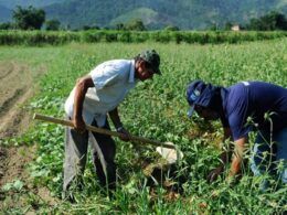 r 115 milhoes a mais para agricultores familiares um impulso