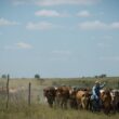 Ração balanceada potencializa a produção de leite em vacas magras e melhora a saúde do rebanho
