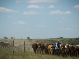 Ração balanceada potencializa a produção de leite em vacas magras e melhora a saúde do rebanho 18 Ração balanceada potencializa a produção de leite em vacas magras e melhora a saúde do rebanho