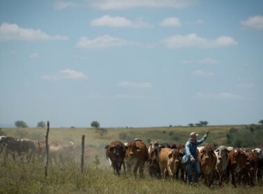 Ração balanceada potencializa a produção de leite em vacas magras e melhora a saúde do rebanho