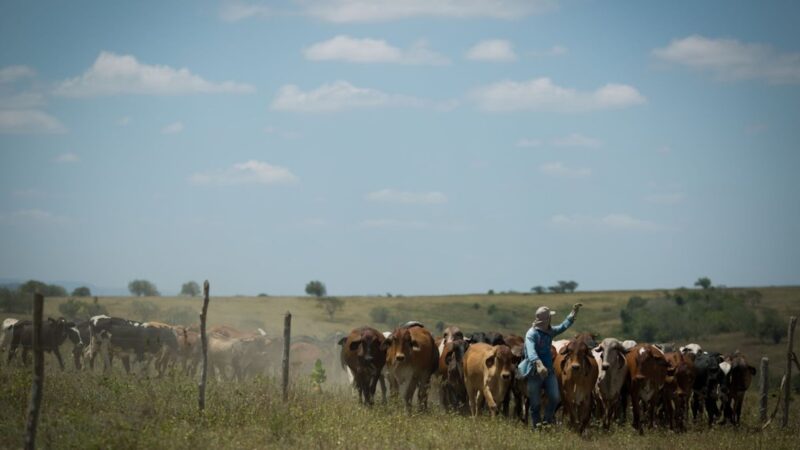 Ração balanceada potencializa a produção de leite em vacas magras e melhora a saúde do rebanho