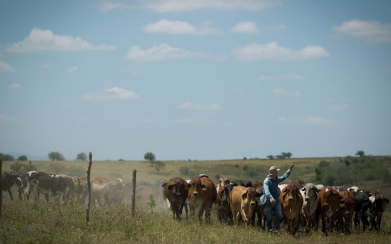 Ração balanceada potencializa a produção de leite em vacas magras e melhora a saúde do rebanho
