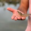 racoes extrusadas a revolucao na nutricao e saude dos camaroes