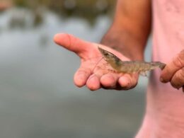 racoes extrusadas a revolucao na nutricao e saude dos camaroes