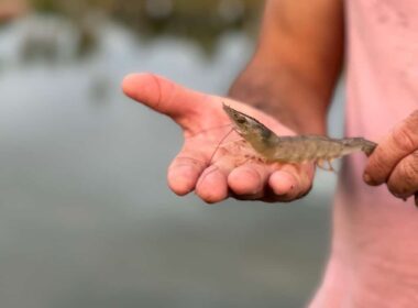 racoes extrusadas a revolucao na nutricao e saude dos camaroes
