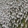 Rastreabilidade bovina no Tocantins garante segurança alimentar e acesso a novos mercados para pecuários locais