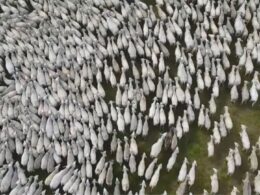 Rastreabilidade bovina no Tocantins garante segurança alimentar e acesso a novos mercados para pecuários locais