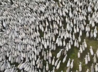 Rastreabilidade bovina no Tocantins garante segurança alimentar e acesso a novos mercados para pecuários locais