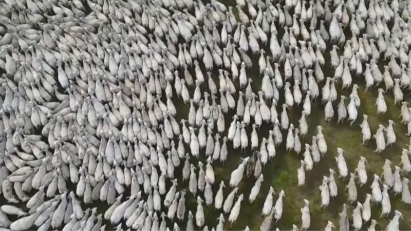 Rastreabilidade bovina no Tocantins garante segurança alimentar e acesso a novos mercados para pecuários locais