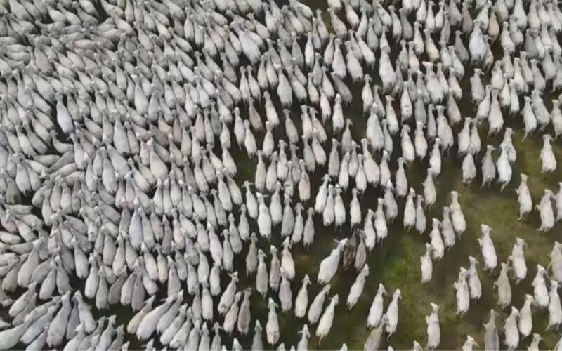 Rastreabilidade bovina no Tocantins garante segurança alimentar e acesso a novos mercados para pecuários locais