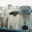 Rastreabilidade individual otimiza a gestão rural e maximiza a produtividade nas fazendas brasileiras