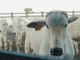 Rastreabilidade individual otimiza a gestão rural e maximiza a produtividade nas fazendas brasileiras 12 Rastreabilidade individual otimiza a gestão rural e maximiza a produtividade nas fazendas brasileiras