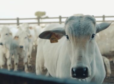 Rastreabilidade individual otimiza a gestão rural e maximiza a produtividade nas fazendas brasileiras
