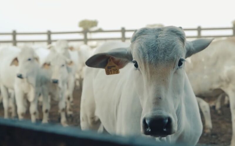 Rastreabilidade individual otimiza a gestão rural e maximiza a produtividade nas fazendas brasileiras
