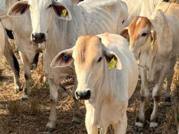 Rastreabilidade Inédita: Como a Doação de 3 Milhões de Tags Pela JBS no Pará Vai Transformar a Pecuária e Garantir Sustentabilidade aos Produtores 13 rastreabilidade inedita como a doacao de 3 milhoes de tags