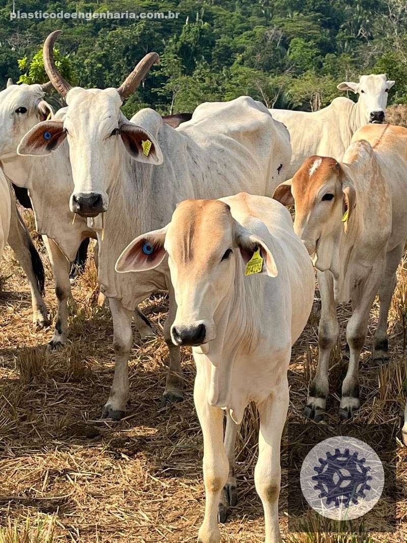 rastreabilidade inedita como a doacao de 3 milhoes de tags