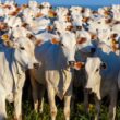 rebanho de gado bovino no nordeste aumenta 30 e indica