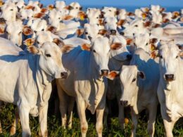 rebanho de gado bovino no nordeste aumenta 30 e indica