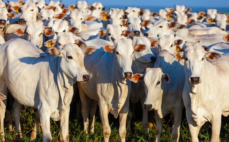 rebanho de gado bovino no nordeste aumenta 30 e indica