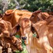 receita das exportacoes de carne bovina registra queda de 24