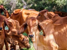 receita das exportacoes de carne bovina registra queda de 24