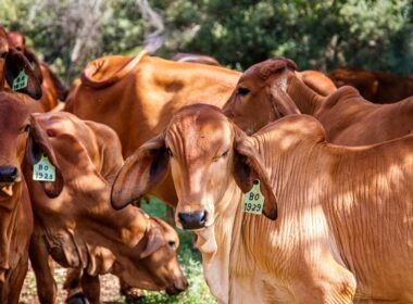 receita das exportacoes de carne bovina registra queda de 24