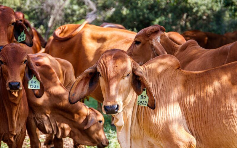receita das exportacoes de carne bovina registra queda de 24