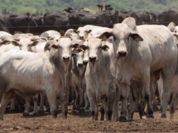 Recorde de Abate de Bovinos em 2024: Oportunidades e Impactos no Mercado de Carne Brasileira 13 IBGE: abate de bovinos foi recorde de 39,27 milhões de cabeças em 2024