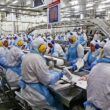 recorde historico producao de carnes em 2024 ultrapassa 31 milhoes