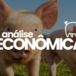 recordes de exportacao impulsionam suinocultura em um cenario de precos