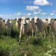 recria a pasto tecnica de zootecnia de precisao garante gmd de 16 kg e resultados superiores na pecuaria