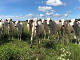 Recria a pasto: técnica de zootecnia de precisão garante GMD de 1,6 kg e resultados superiores na pecuária 16 recria a pasto tecnica de zootecnia de precisao garante gmd de 16 kg e resultados superiores na pecuaria