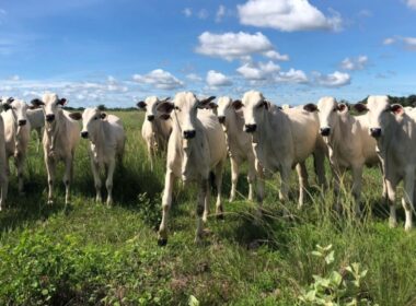 recria a pasto tecnica de zootecnia de precisao garante gmd de 16 kg e resultados superiores na pecuaria
