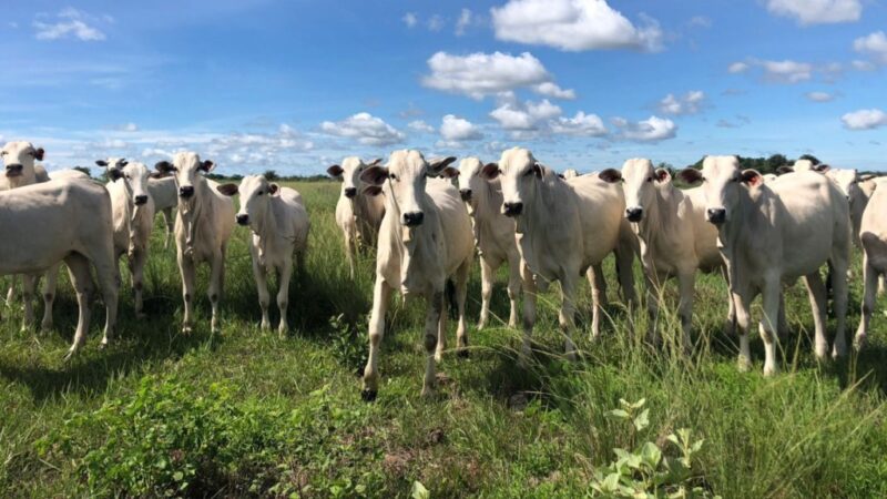 recria a pasto tecnica de zootecnia de precisao garante gmd de 16 kg e resultados superiores na pecuaria
