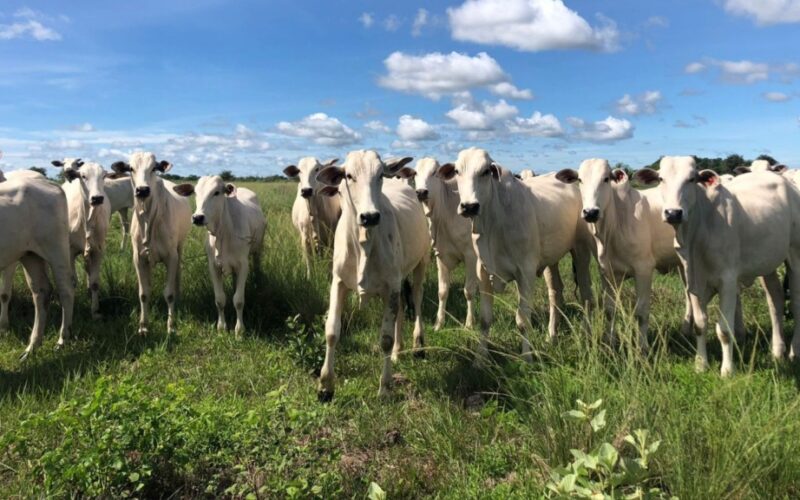recria a pasto tecnica de zootecnia de precisao garante gmd de 16 kg e resultados superiores na pecuaria