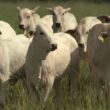 Recria intensiva a pasto acelera abate, corta custos e maximiza lucro por hectare na pecuária moderna