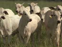 Recria intensiva a pasto acelera abate, corta custos e maximiza lucro por hectare na pecuária moderna