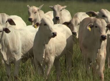 Recria intensiva a pasto acelera abate, corta custos e maximiza lucro por hectare na pecuária moderna