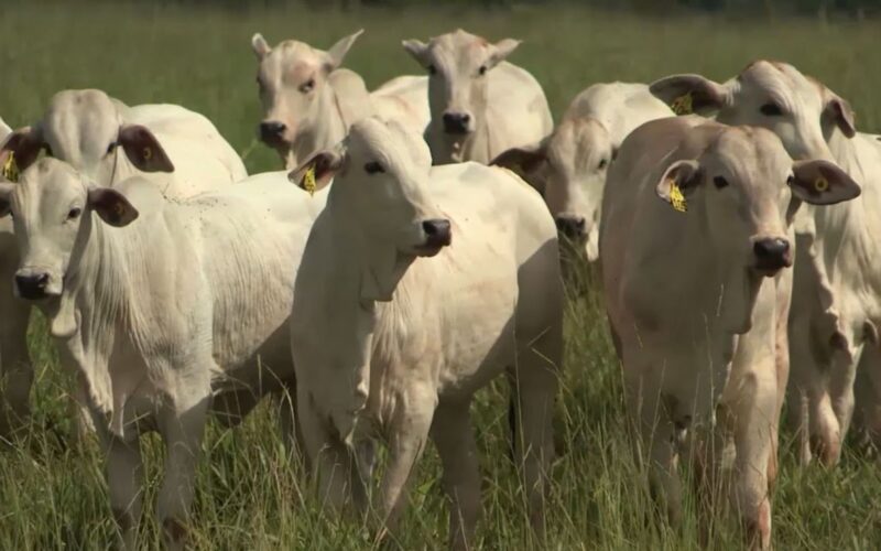 Recria intensiva a pasto acelera abate, corta custos e maximiza lucro por hectare na pecuária moderna