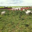 recria intensiva a pasto em mt aumento de 3000 e